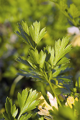 Image showing Parsley