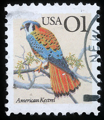 Image showing Stamp printed in the USA shows American Kestrel