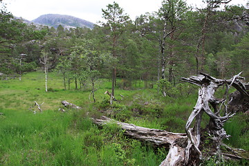 Image showing Mountain forest