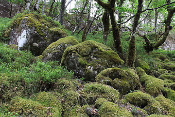 Image showing Mountain forest