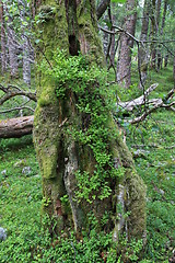 Image showing Old tree trunk