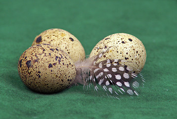 Image showing Eggs and feather