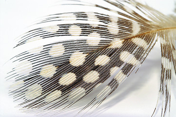 Image showing Feather