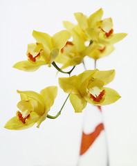 Image showing Yellow Orchids, Flowers