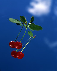 Image showing Two Red Cherries in Turn blue Sky