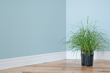 Image showing Green grass plant decorating a room