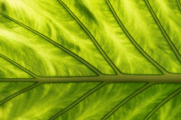 Image showing Tropical Plant Leaf Texture