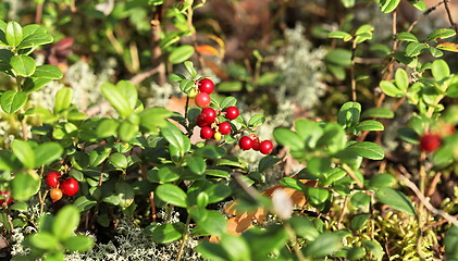 Image showing cranberries in nature