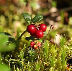 Image showing twig cranberries