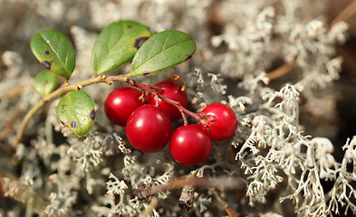 Image showing cranberries and gray moss