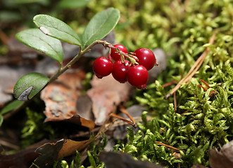 Image showing twig cranberries