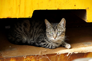 Image showing Young cat