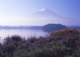 Image showing Lavender Fuji