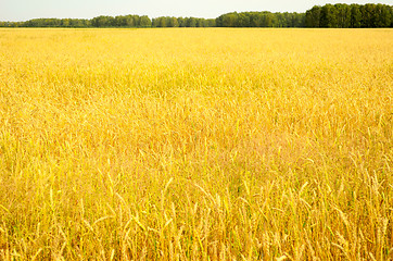 Image showing wheat field