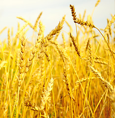 Image showing wheat field