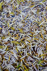 Image showing Willow leaves fall on ground in autumn background. 