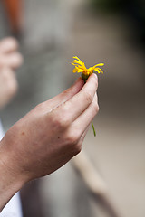 Image showing Picking Flowers