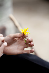 Image showing Picking Flowers