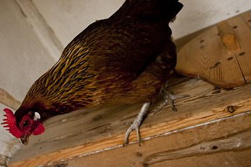 Image showing Hen