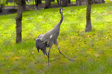 Image showing crane in zoo