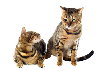 Image showing bengal cats