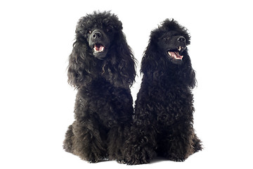 Image showing two toy poodles 