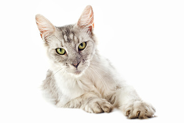 Image showing maine coon cat