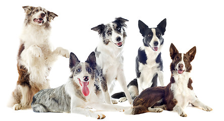 Image showing border collies