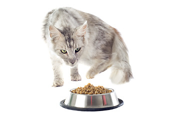 Image showing maine coon cat and cat food