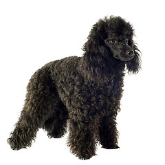 Image showing poodle 