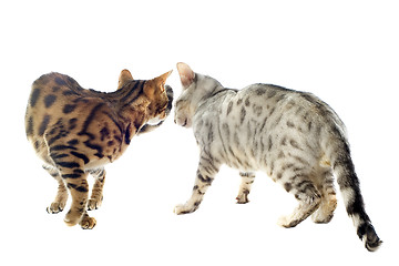 Image showing bengal cats