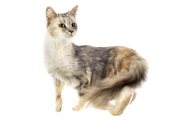 Image showing maine coon cat