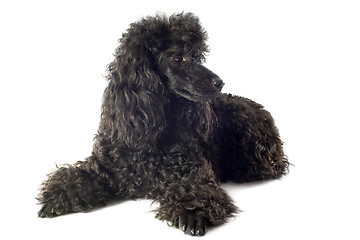 Image showing poodle 