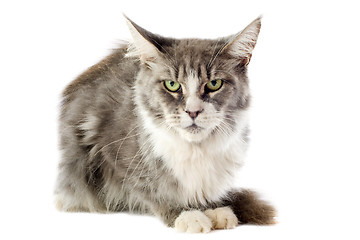 Image showing maine coon cat