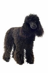 Image showing poodle 