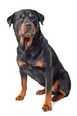 Image showing rottweiler