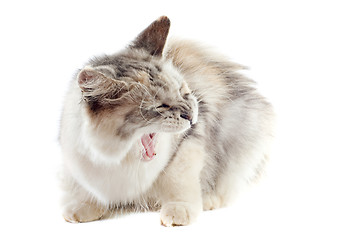 Image showing aggressive maine coon cat