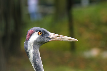 Image showing Head of crane