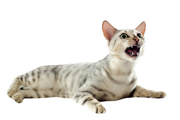 Image showing aggressive bengal cat