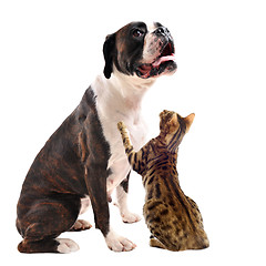 Image showing brown bower and bengal cat