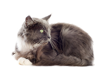 Image showing blue maine coon cat