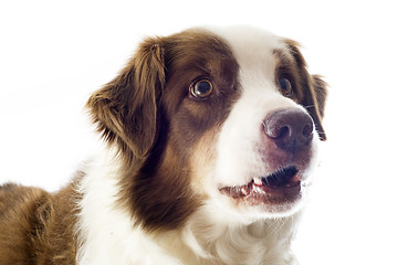 Image showing australian shepherd