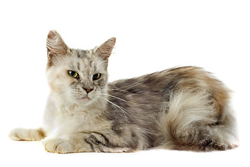 Image showing maine coon cat