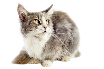 Image showing maine coon cat