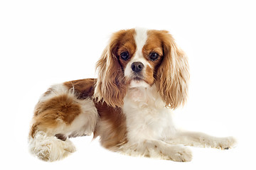 Image showing cavalier king charles