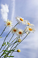 Image showing Garden daisy wheels