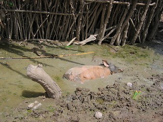 Image showing Pig In The Mud