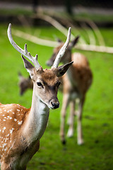 Image showing Large whitetail buck