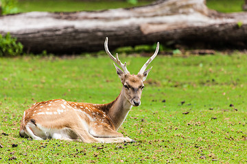 Image showing Large whitetail buck