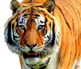 Image showing Tiger